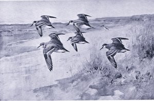 A Trip of Dunlin by Frank Southgate